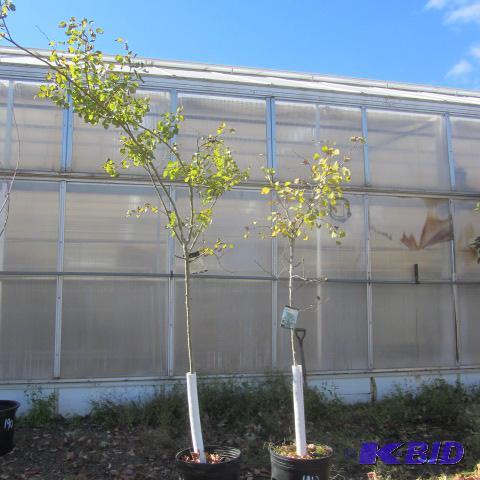 lot 191 image: Quaking Aspens