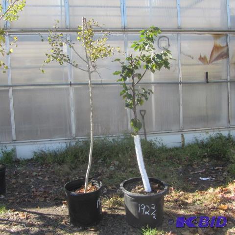 lot 192 image: Linden, Quaking Aspen