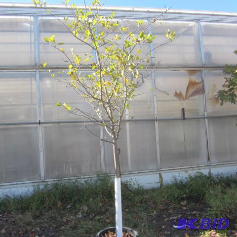 lot 193 image: Hawthorne Tree