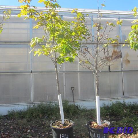 lot 194 image: Variegated Maples