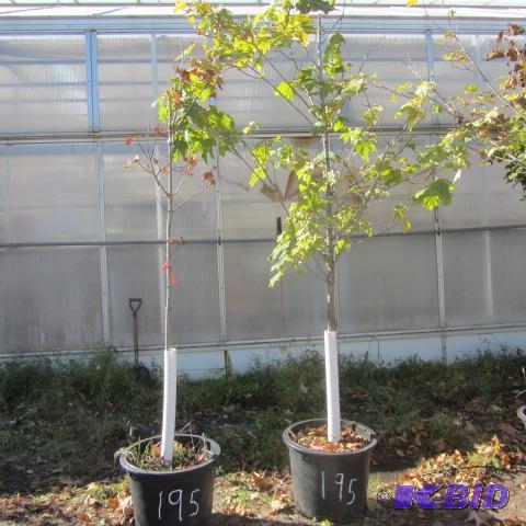 lot 195 image: Variegated Maples