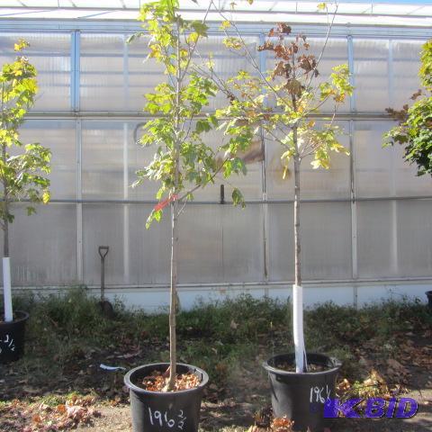 lot 196 image: Variegated Maples