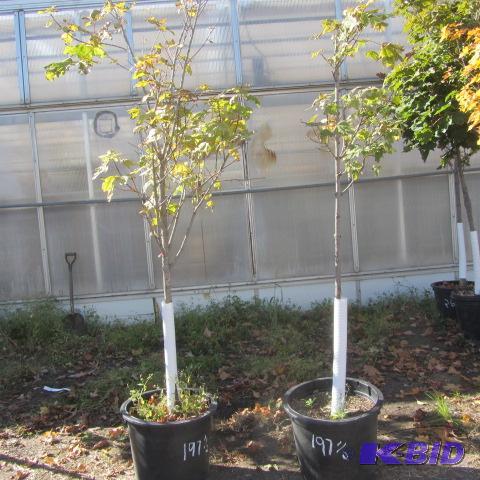 lot 197 image: Variegated Maples
