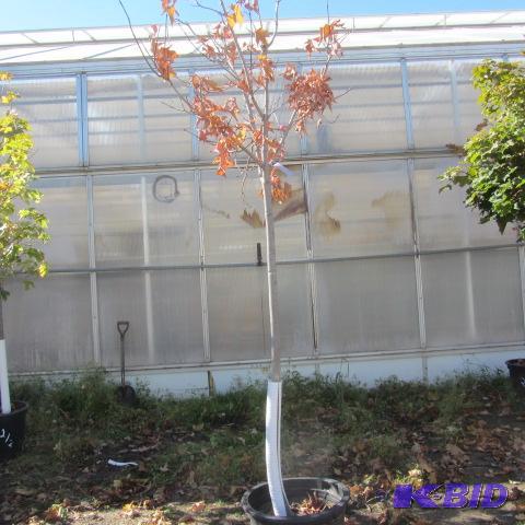 lot 198 image: Fall Fiesta Sugar Maple
