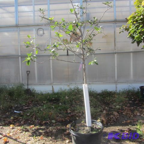 lot 199 image: Thornless Hawthorne