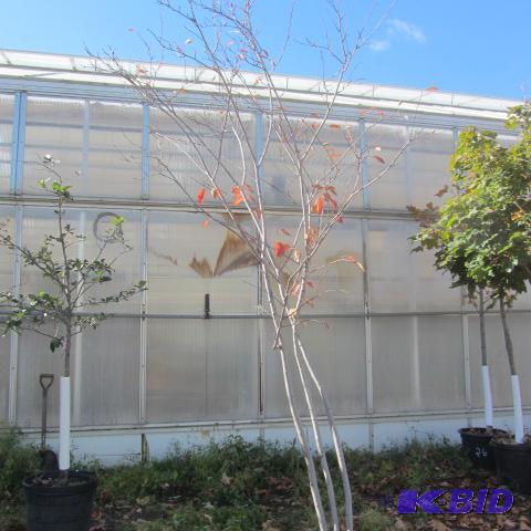 lot 200 image: Service Berry