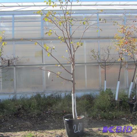 lot 201 image: Linden