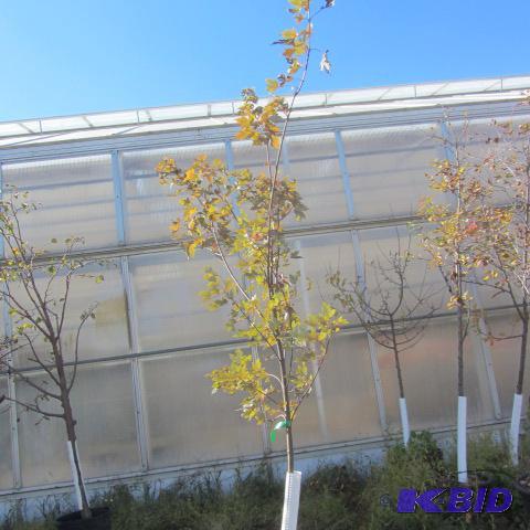 lot 202 image: Autumn Blaze Maple