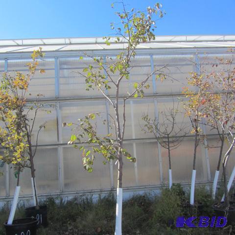 lot 203 image: Linden