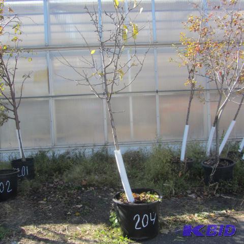 lot 204 image: Ure Pear Tree