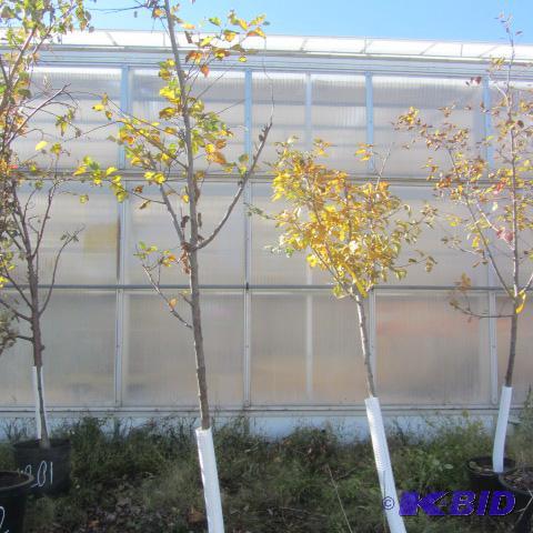 lot 205 image: Flowering Crab Trees