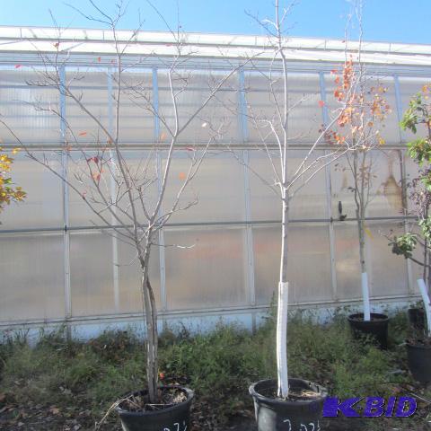 lot 207 image: Maple and Service Berry