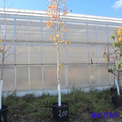 lot 208 image: Swedish Columnar Poplar