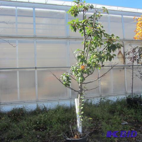 lot 209 image: Fruit Tree