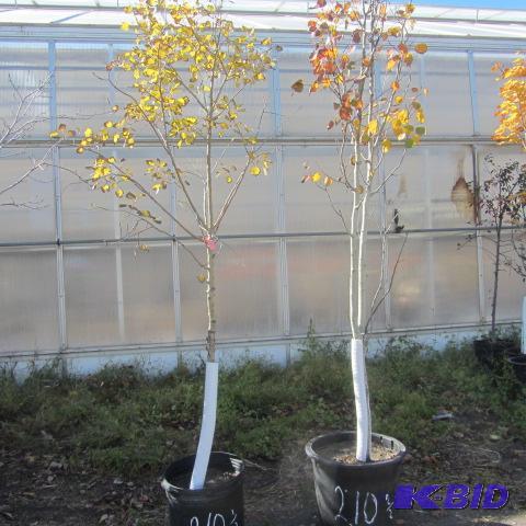 lot 210 image: Quaking Aspen, Poplar