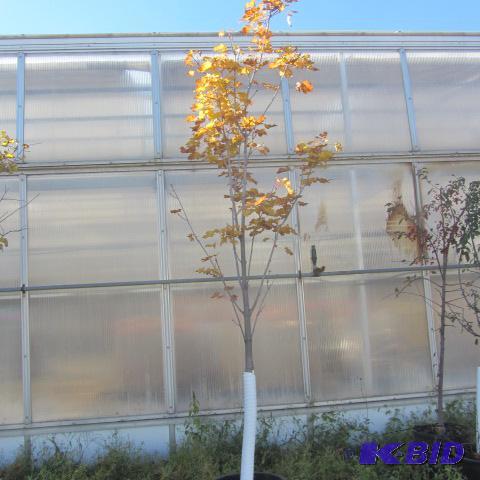 lot 212 image: Maple Shade Tree
