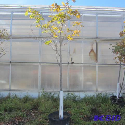 lot 214 image: Maple Shade Tree