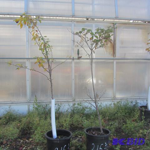 lot 215 image: Plum, Chokecherry