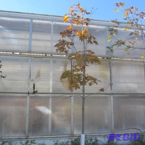 lot 217 image: Maple Shade Tree