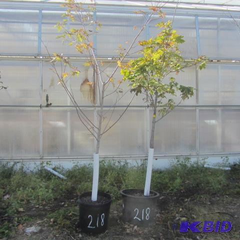 lot 218 image: Variegated, Silver Queen