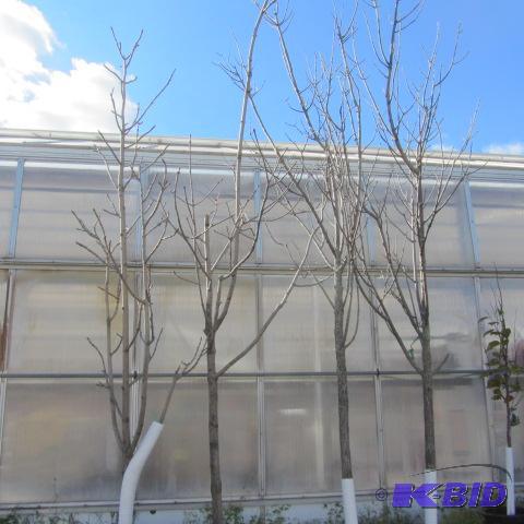 lot 219 image: Four Ash Trees