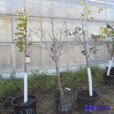 lot 220 image: Linden Trees