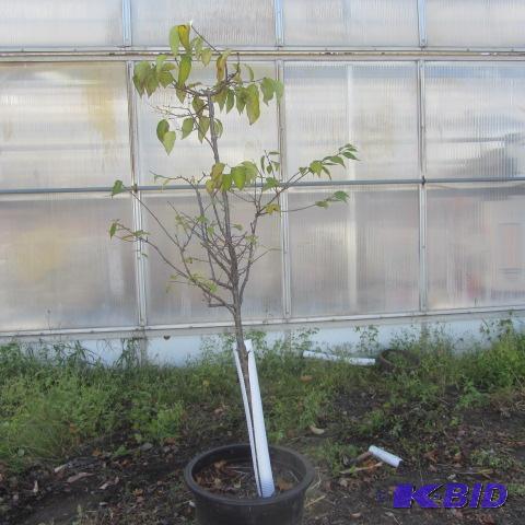 lot 221 image: Japanese Tree Lilac