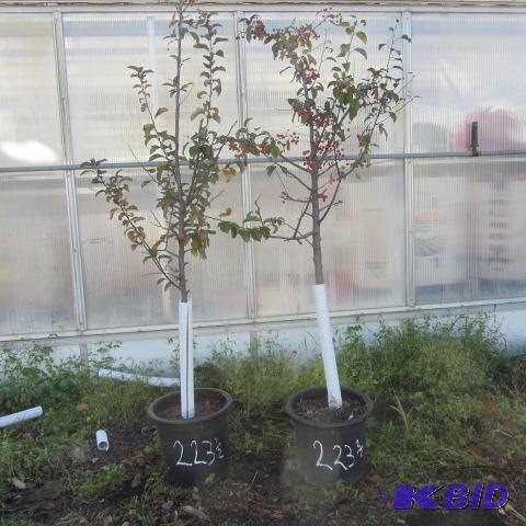 lot 223 image: Flowering Crab Trees