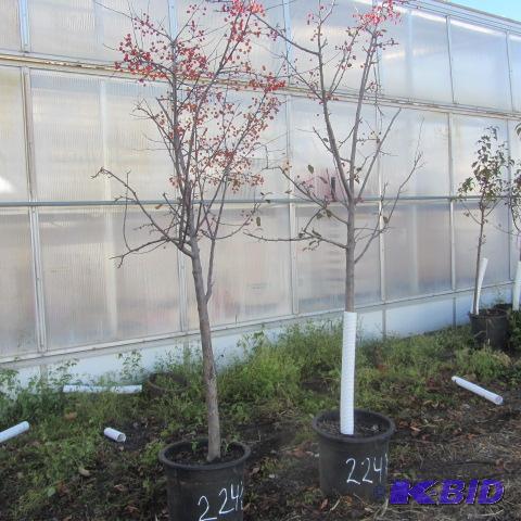 lot 224 image: Flowering Crab Trees