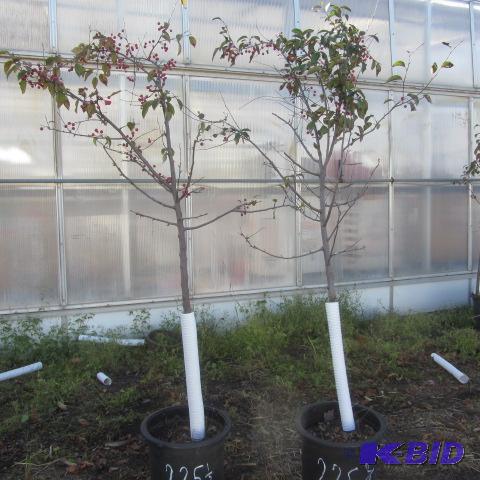 lot 225 image: Flowering Crab Trees