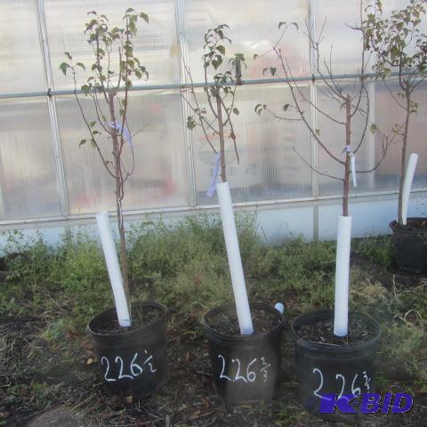 lot 226 image: Flowering Crab Trees