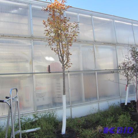 lot 228 image: Flowering Crab Tree