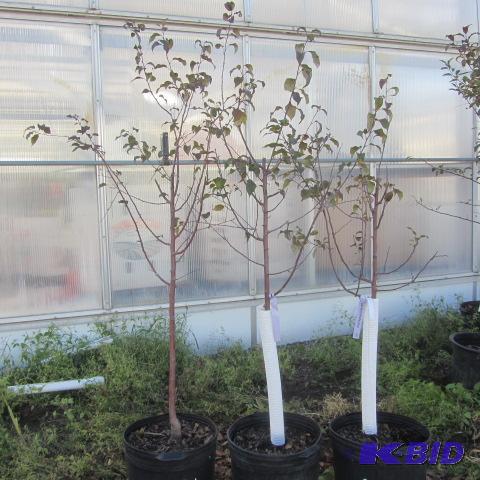 lot 229 image: Flowering Crab Trees