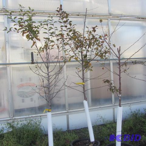 lot 230 image: Flowering Crab Trees