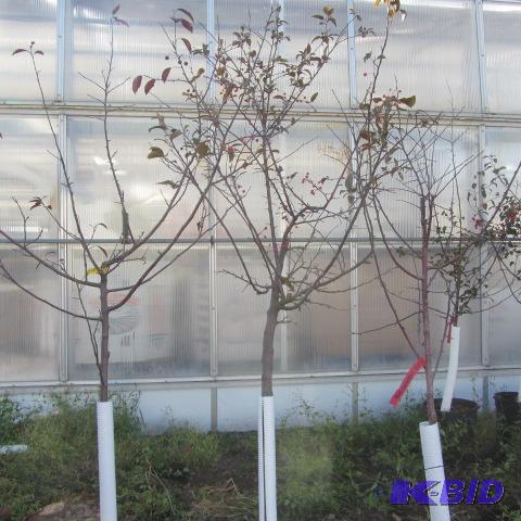 lot 231 image: Flowering Crab Trees
