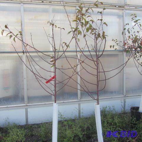 lot 232 image: Flowering Crab Trees
