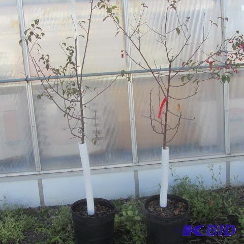 lot 233 image: Flowering Crab Trees