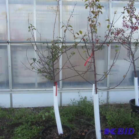 lot 234 image: Flowering Crab Trees