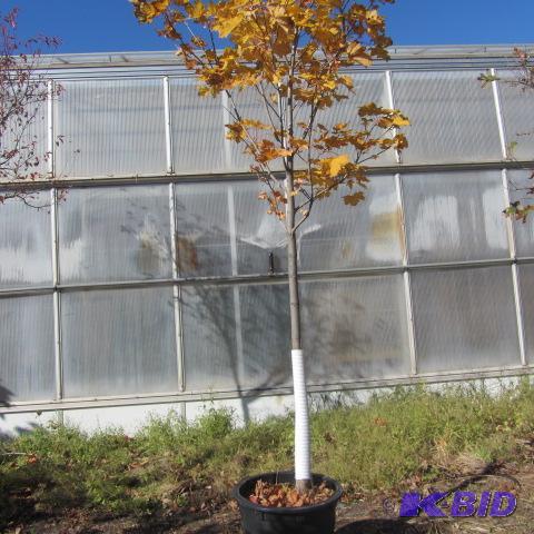 lot 26 image: Emerald Lustre Maple