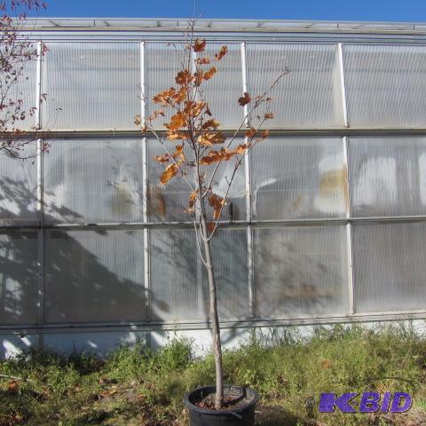 lot 29 image: Emerald Lustre Maple