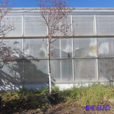 lot 31 image: Amur Maple