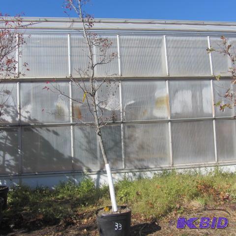 lot 33 image: Amur Maple