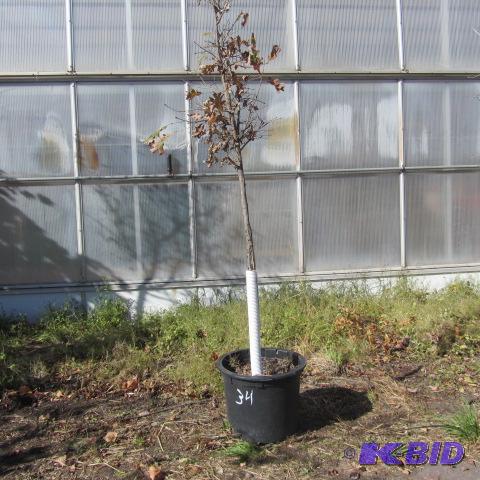 lot 34 image: White Oak