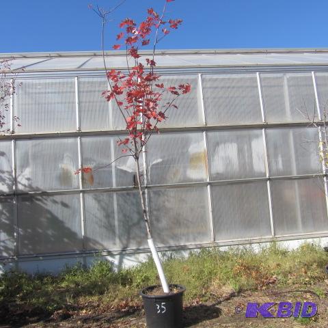 lot 35 image: Autumn Blaze Maple