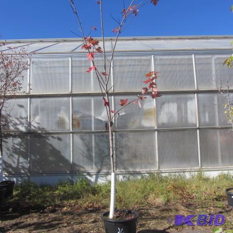 lot 36 image: Autumn Blaze Maple