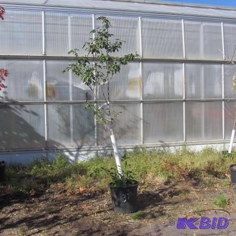 lot 37 image: Serviceberry
