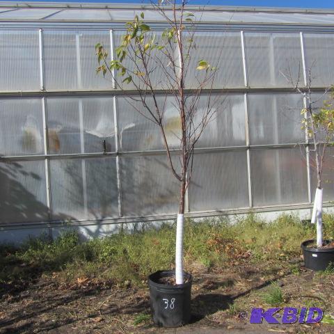 lot 38 image: Amur Chokecherry