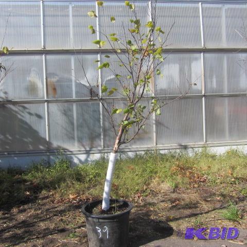 lot 39 image: Birch Tree