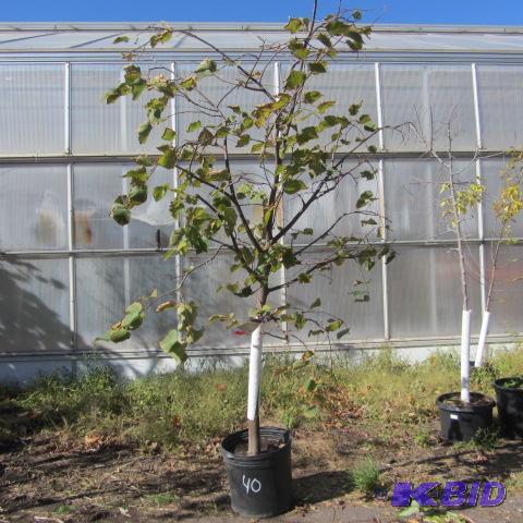 lot 40 image: Littleleaf Linden