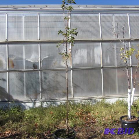 lot 41 image: Fall Fiesta Sugar Maple